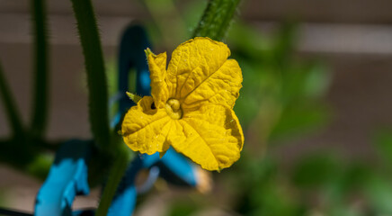 Close-up of a yellow cucumber flower.