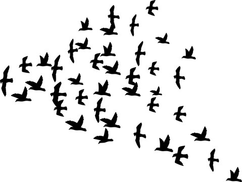 A flock of flying birds png illustration