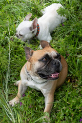 Fototapeta premium french bulldog pet dog, french bulldog concept