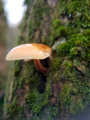 Macro orange cap mushroom in rain tree woodland