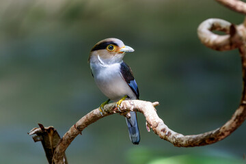 Colorful Broadbill, female Silver-breasted Broadbill (Serilophus lunatus), breast profile standing on a branch