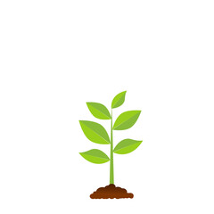 Fototapeta na wymiar The tree that grows from seed is a big tree with green color and the seedlings grow into a big tree. Vector illustration