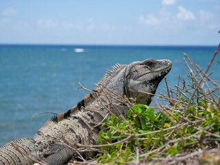 island land iguana