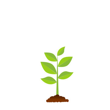 The tree that grows from seed is a big tree with green color and the seedlings grow into a big tree. Vector illustration