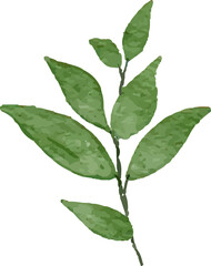 Watercolor Leaves Illustration leaf for Decorative Element