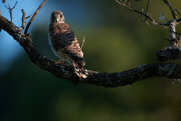jeunes faucons crécerelles 