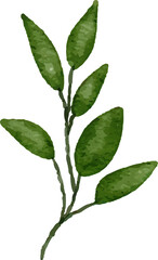 Watercolor Leaves Illustration leaf for Decorative Element