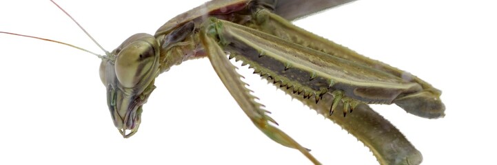 Praying Mantis Study 2022-1