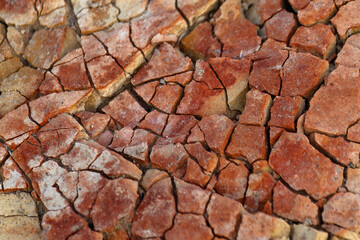 cracked earth