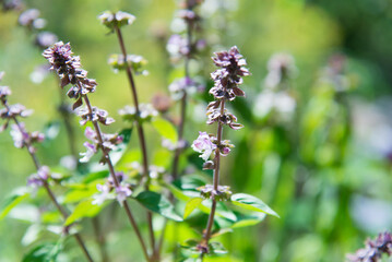 Basil green plants with flowers growing	