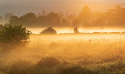 Early morning scenery in field. Sun casting beautiful rays of light through the mist and trees.