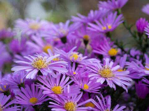 Beautiful floral background with the texture of elegant Alpine aster flowers. Autumn aster flowers under the sun close-up. aster alpinus in late autumn. Beautiful summer background