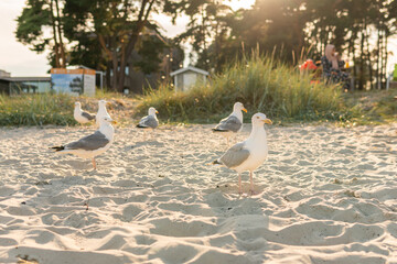 A lot of big beautiful and hungry seagulls on the beach eating food on a warm sunny summer day