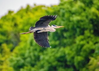 Grey heron (Ardea cinerea) flying near green trees
