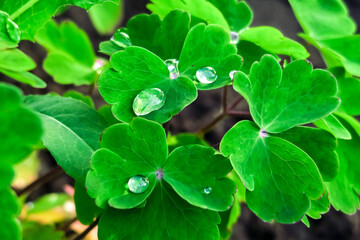 bright green leaves of aquilegia after rain. natural green background with green leaves and water drops
