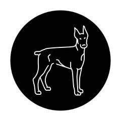 Doberman color line icon. Dog breed.