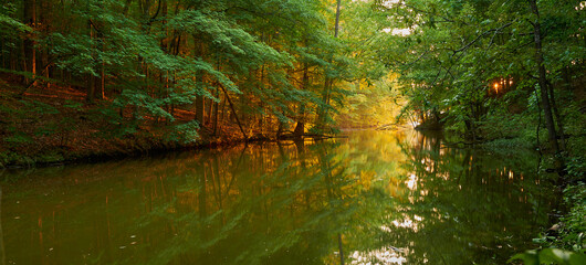 Gorgeous sunset inside forest