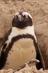 Naklejka premium Vigilando el nido