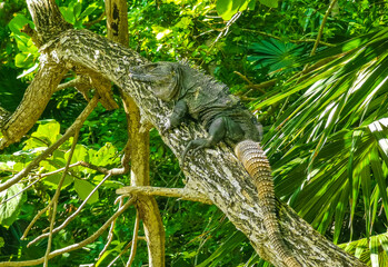 Iguana lying sitting on a branch of a tree Mexico.