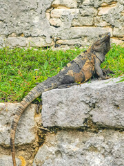 Iguana on rock Tulum ruins Mayan site temple pyramids Mexico.