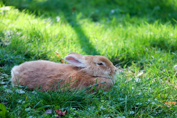 cute fluffy ginger rabbit in the green grass in sunny day