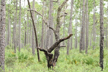 Tarkin Bayou Landscape Pensacola Florida. 