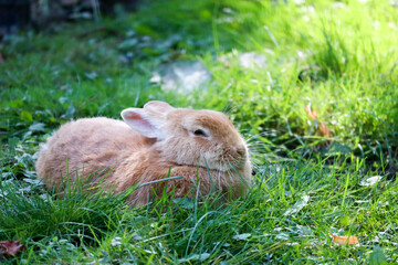 cute fluffy ginger rabbit in the green grass in sunny day