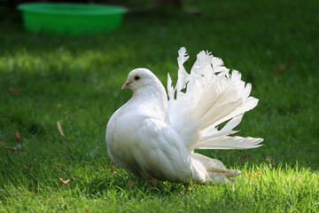 beautiful white dove with bushy tail on green grass