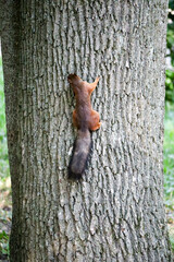red squirrel on a tree trunk close up