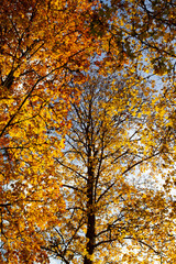 Colorful autumn trees in forest.