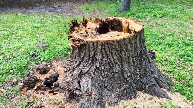 Large stump of felled old tree rotting from inside.