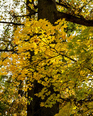 Autumn leaves on tree