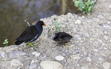 Wild chips in a pond
