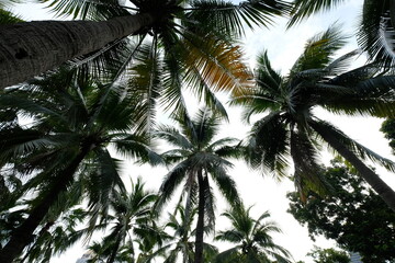 Fototapeta na wymiar coconut tree in green park