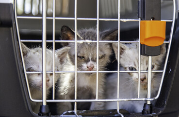 Obraz premium Cat locked cage