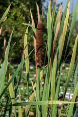 Typha latifolia - Broadleaf cattail - Massette à larges feuilles - Parc Naturel de la Forêt d'Orient, Lac d'Orient