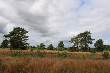 Heath landscape