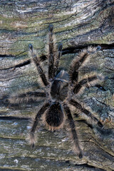 Large Curly Hair Tarantula (Curlyhair) Spider