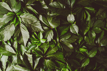 Abstract natural background wall of green foliage.