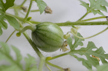 Watermelon growing close up on white background