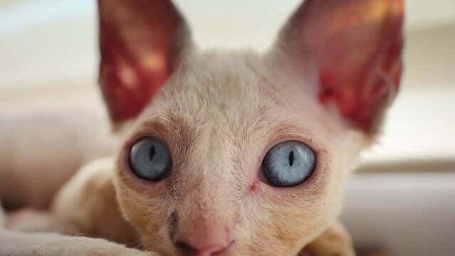 close-up blue eyes of a funny devon rex kitten