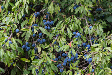 Fruit de Prunus spinosa - Blackthorn - Prunelier - obrazy, fototapety, plakaty