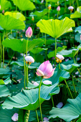 A closed pink lotus flower in the rays of the setting sun in summer