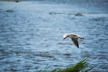 Seagull chick hovering over water.