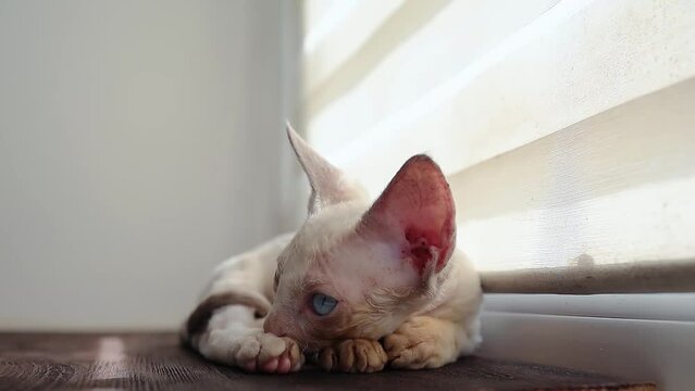 funny kitten devon rex A put his head on his paws and fell asleep on the windowsill