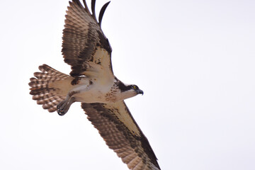 Extreme close up of a soaring Osprey as it searches for fish in a Minnesota lake
