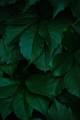 Abstract colorful background wall of green foliage.
