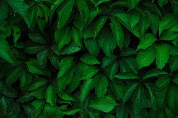 Fototapeta na wymiar Abstract colorful background wall of green foliage.