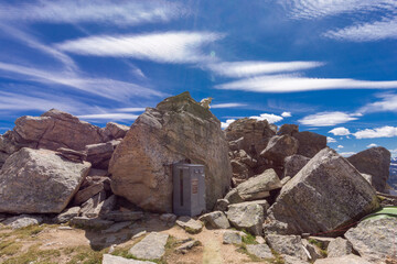 goats in the mountains