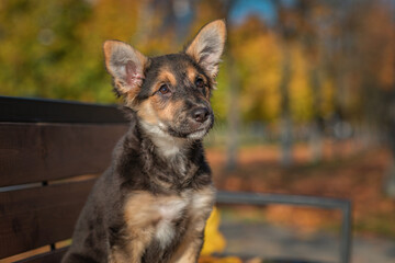 Beautiful homeless puppy in the park in autumn.